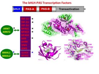 The bHLH-PAS Transcription Factors